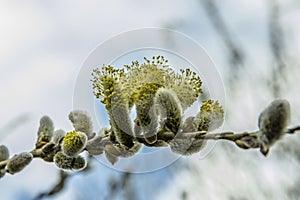 Flowering willow catkins near river Oude IJssel