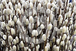 flowering willow close-up