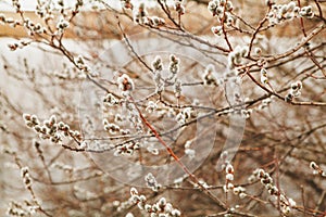 Flowering willow in early spring. Verba in nature.