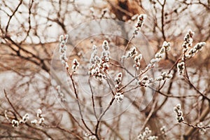 Flowering willow in early spring. Verba in nature.