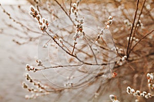 Flowering willow in early spring. Verba in nature.