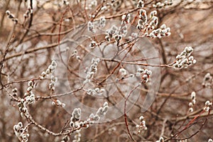 Flowering willow in early spring. Verba in nature.