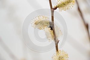 flowering willow in early spring on a white background