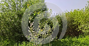 flowering willow with lots of white fluff with seeds