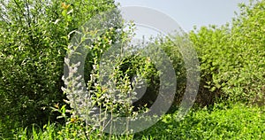 flowering willow with lots of white fluff with seeds