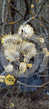 The flowering of the willow sharpleaf (Salix acutifolia). Spring kitties in the tree