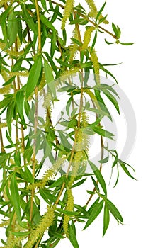 Flowering willow and spring foliage. Close-up. Isolated without photo