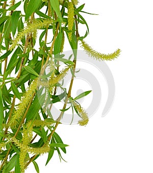 Flowering willow and spring foliage. Close-up. Isolated without photo