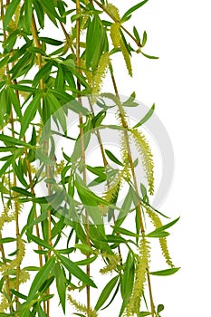 Flowering willow and spring foliage. Close-up. Isolated without photo