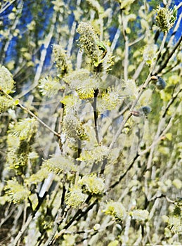 flowering willow, spring forest flowers on trees with a pleasant aroma