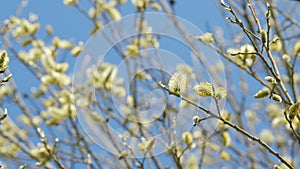 Flowering willow in the spring time of year. Spring sign. Salix caprea. Blue sky on background.