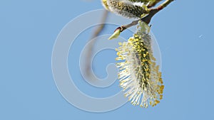 Flowering willow in the spring time of year. Spring sign. Salix caprea. Bright yellow pollens.