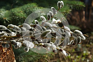 Flowering willow is a symbol of the purity of the renewed nature.