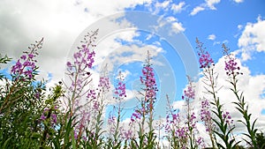 Flowering willow tea on sky background