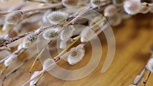 Flowering Willow Twigs, Fluffy Willow Catkins Rotate on a Wooden Background