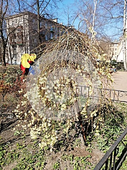 Flowering willow in the yard