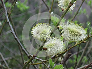 Flowering willows lat. Salix. The first signs of spring