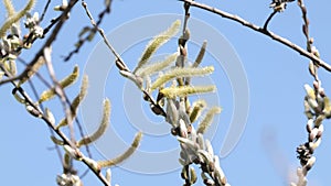 Flowering wilow