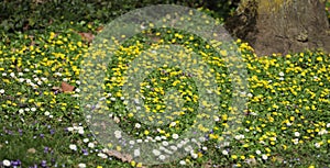 Flowering winterlings Eranthis in a meadow in spring