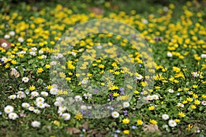 Flowering winterlings Eranthis in a meadow in spring