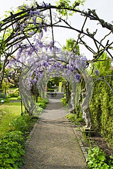 Flowering wisteria arches on garden alley with statues beside and fountain