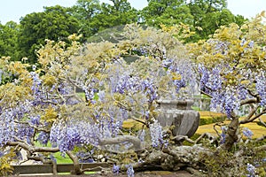 Flowering wisteria in an english garden