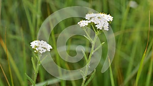 Flowering yarrow plant. Milfoil or common yarrow, medicinal herb