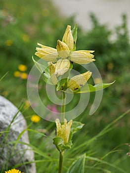 Flowering yellow Alpine Gentiana plant