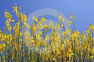 Flowering yellow broom