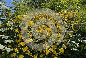 Flowering yellow bush, set amongst greenery near, Shipley, Yorkshire, UK
