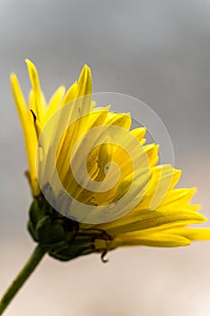 Flowering yellow chrysanthemums light yellow flower on isolated with blurred background. big shaggy flower for design