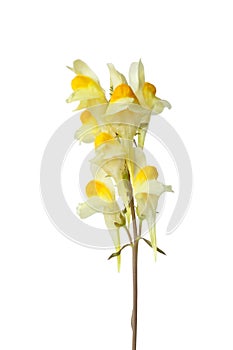 Flowering yellow Common Toadflax