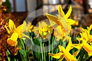 flowering yellow daffodil in front of a dwelling house in neon style