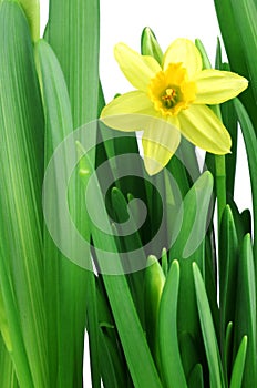 Flowering yellow daffodils