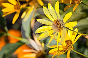 Many big yellow daisies on a sunny day