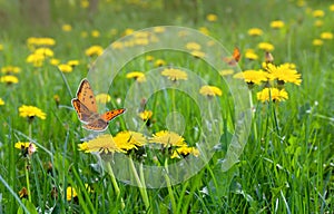 Flowering yellow dandelions on green meadow in spring. Orange butterfly with black dots scarce copper above yellow spring flowers