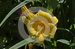 Flowering Yellow Day lily flower or Hemerocallis Stella de Oro in the garden