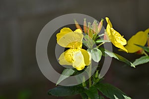 Flowering Yellow Evening Primrose Buds and Blossoms