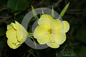 A flowering yellow Evening Primrose, Oenothera biennis, plant growing in a meadow in the UK.