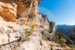 Flowering yellow flower in the rock in Siurana de Prades, Tarragona, Catalunya, Spain. Close-up.