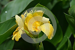 Flowering Yellow Gladiola Flower Blossom