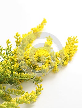 Flowering yellow gorse