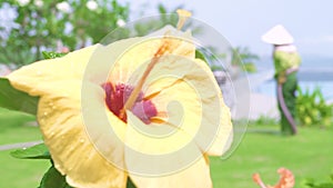 Flowering yellow hibiscus and green leaves close up. Bloomimg hibiscus flower on green foliage background. Tropical