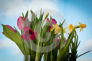 Flowering yellow irises and red tulips against the background of the spring sky.