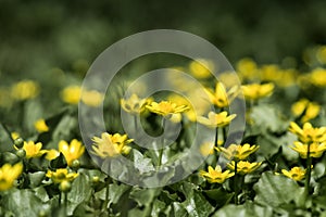 Flowering of yellow lesser celandine. Small yellow spring flowers