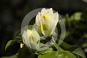 Flowering yellow magnolia brooklynensis flowers and green leaves  in sunlight, close-up