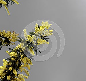 Flowering Yellow Mimosa