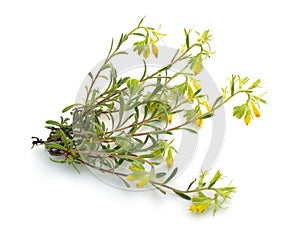 Flowering yellow Onosma isolated on white background