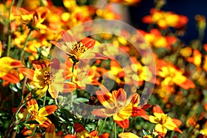 Flowering with yellow orange Bidens flowers