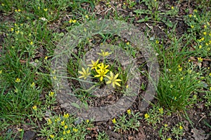 Flowering yellow star of Bethlehem plant in the grass